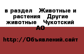  в раздел : Животные и растения » Другие животные . Чукотский АО